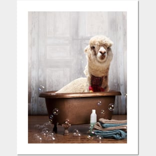 Llama in the Bathtub Posters and Art